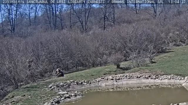 Мишки разбирались с деревом # Медведи # Поляна #Румыния смотреть онлайн