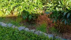 Бортик клумбы за 5 минут / Лучшая мульча Измельчённые Шишки / Грядка для Пряных трав / Косим лужайк