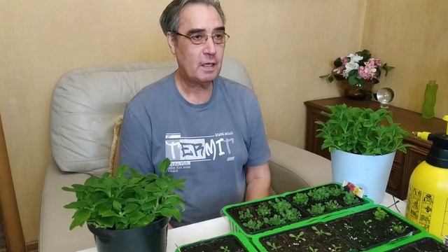 Проверенная подкормка томатов, которая спасла нашу рассаду. смотреть онлайн
