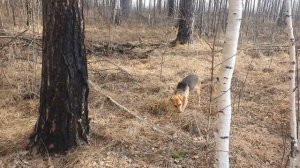 Щенки русской гончей, выжловки  5 месяцев
