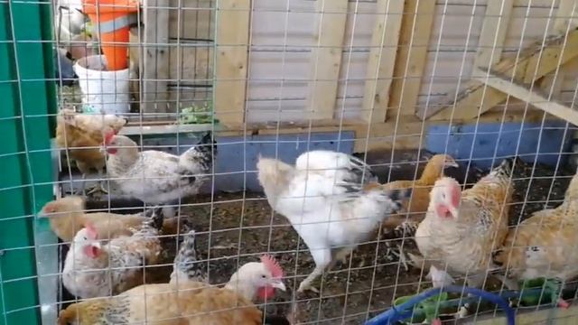 Какую траву можно давать курам. Витамины для кур у нас под ногами. Весной подумай о зиме. смотреть онлайн