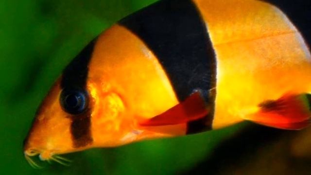 БОЦИЯ КЛОУН. СОДЕРЖАНИЕ И КОРМЛЕНИЕ смотреть онлайн