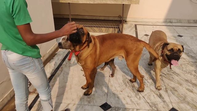 PITBULL VS BULL MASTIFF VS ENGLISH MASTIFF | GIVING TREATS смотреть онлайн