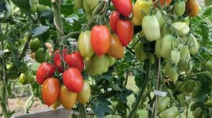 Томат Альфонс. Соблазнит любого!