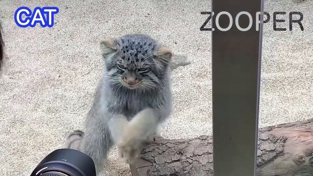 【Cat/ねこ】A short story of Otocolobus manul(Pallas's cat) смотреть онлайн