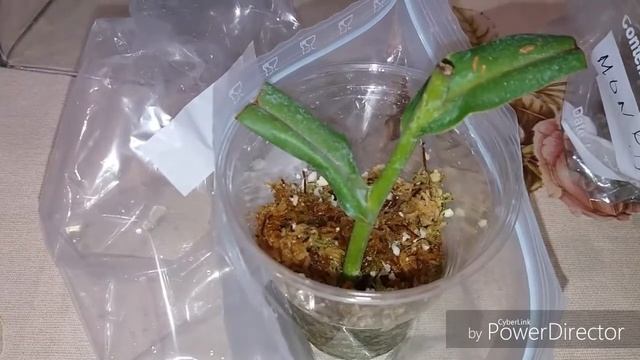 Непентес(nepenthes)черенки(около 2 месяцев) и взрослые растения.