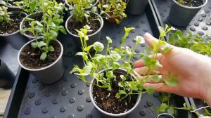 Черенкование лобелии.