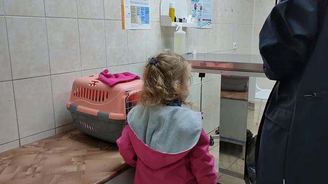 Небольшая история котенка Бориса 😸 смотреть онлайн