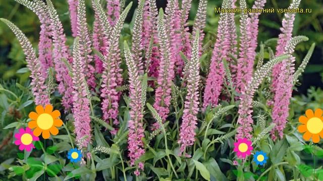Вероника длиннолистная Пинк Шейдс. Краткий обзор, описание veronica longifolia Pink Shades смотреть онлайн