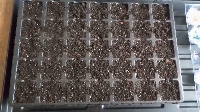 ЖАЛЕЮ ЧТО так раньше не сеяла ПЕРЕЦ. Залог будущего УРОЖАЯ. смотреть онлайн