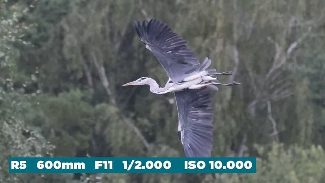CANON EOS R5: TEST | 100% Fotokamera ? / 45% Videokamera ? ? смотреть онлайн