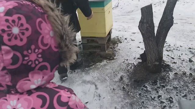 Как зимует бакфаст и карника? Контроль зимовки 2022. Беглый осмотр семей смотреть онлайн