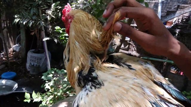 Java sandai seval close look from Tamil Nadu смотреть онлайн