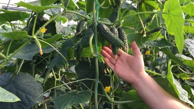 Огурец Лютояр F1 (Lutoyar) смотреть онлайн