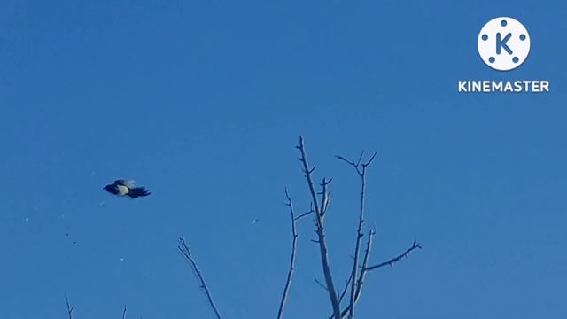 Кроухантинг, Crow Hunting, доберман буллпап, ПСП, охота на ворону, Jsb 0.87 Mm Redesigned