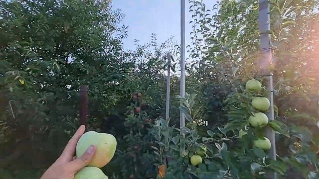 Яблоня Милениум Голд / Устойчивые сорта яблок смотреть онлайн