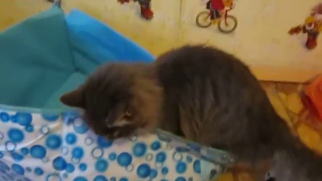 Серый кот в коробке смотреть онлайн