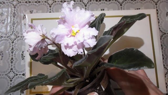 Сортовая фиалка Серёжа (Б.Макуни).Описание фиалки, её сортовые признаки и особенности. смотреть онлайн