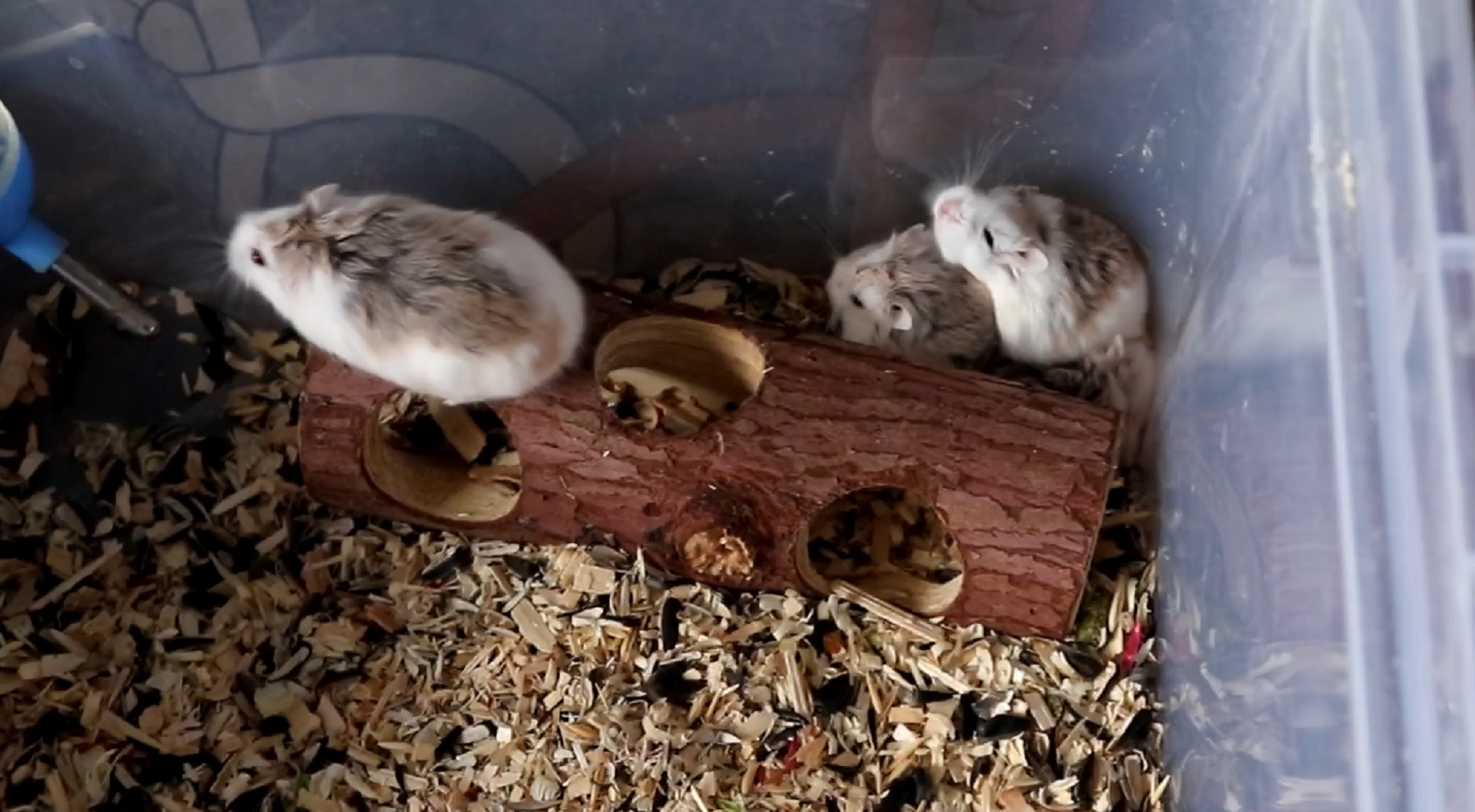 ПОЛГОДА НЕ УБИРАЛАСЬ У ХОМЯКОВ смотреть онлайн