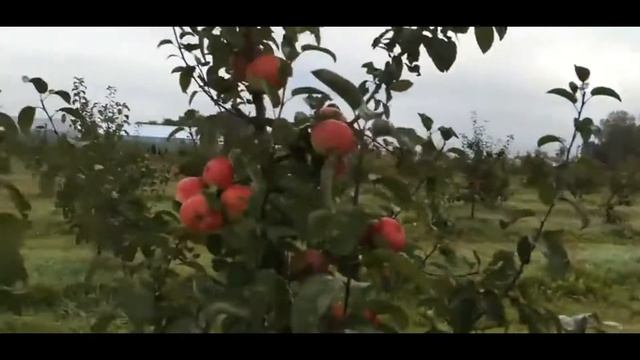 Яблоня сорт Надзейны смотреть онлайн