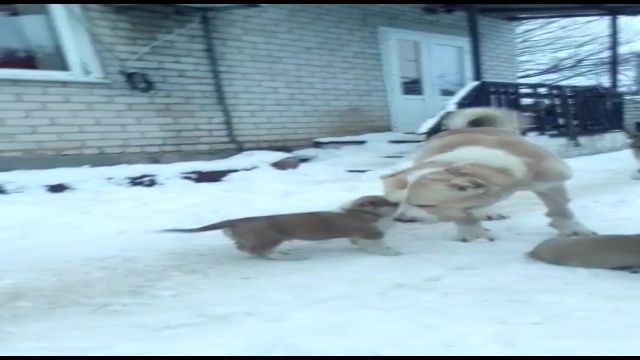 VID-20190101-WA0173 смотреть онлайн