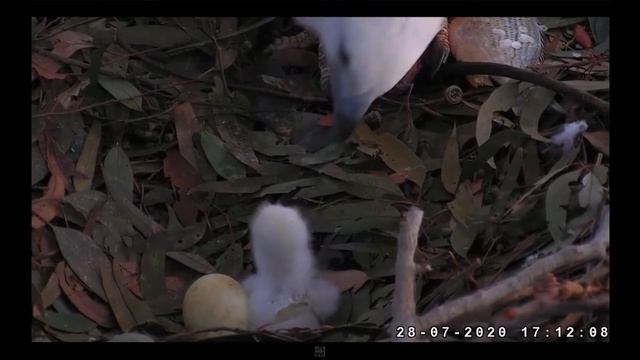 Белобрюхий морской Орел. Австралия. White-bellied sea eagle. Australia смотреть онлайн