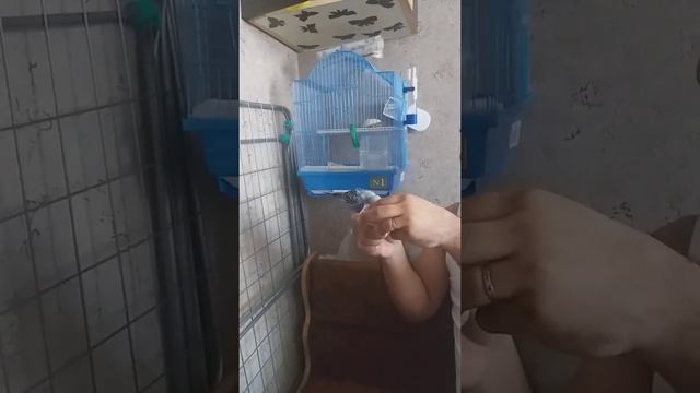 Как научить попугайчика садиться на руку смотреть онлайн