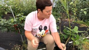 Штамбовые формы и растения на штамбе формируем сами. Разные виды и как сделать штамб из любого