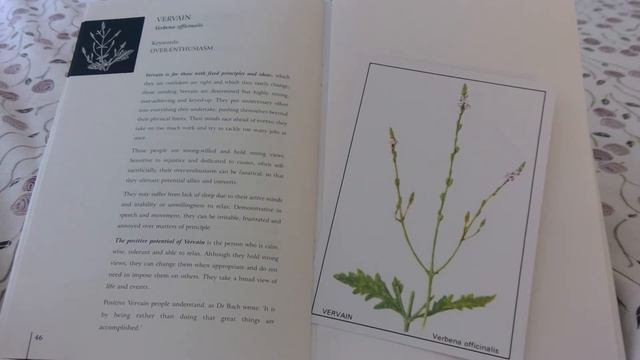 VERVAIN Meditation смотреть онлайн