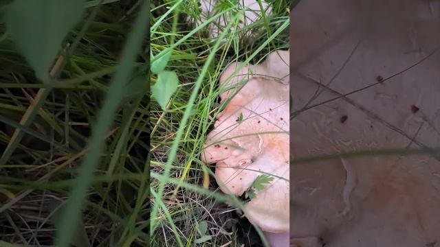 Майская рядовка смотреть онлайн