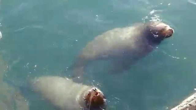 Камчатские Сивучи смотреть онлайн