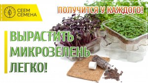 Технология выращивания горошка на микрозелень за 3 минуты