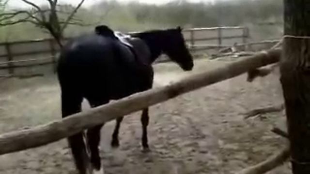 Приучение к седлу смотреть онлайн