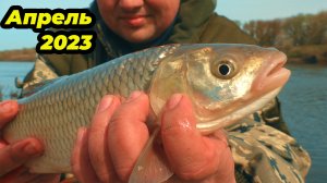 Рыбалка на реке Дон в апреле. Фидер, голавль, густера!