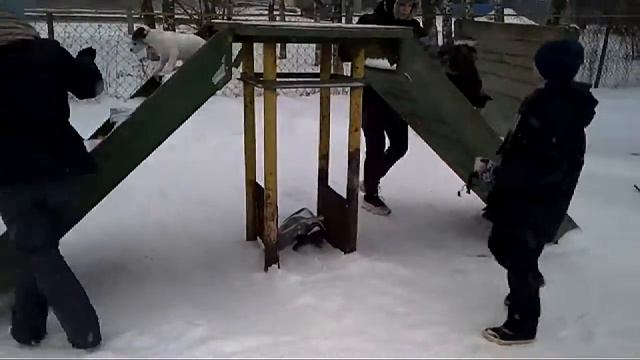 Дрессировка собак групповые занятия смотреть онлайн