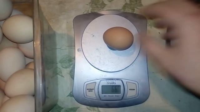 Яйцо куриное и индюшиное смотреть онлайн