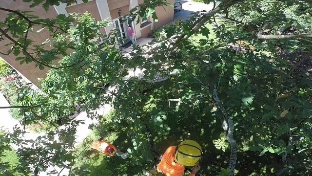 Лечение дуба от бактериальной водянки смотреть онлайн