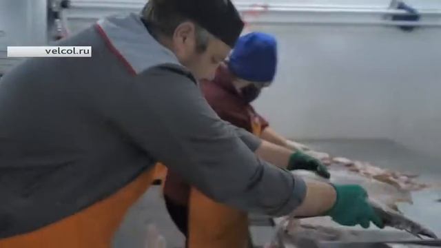 В Югре запустили производство коллагена из кожи речной рыбы