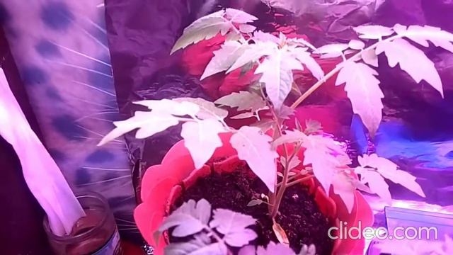 Отличное удобрение! Слабой и хилой рассады у вас никогда не будет!