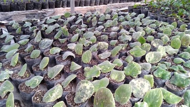 Фиалка киш фаслида купайтириш смотреть онлайн