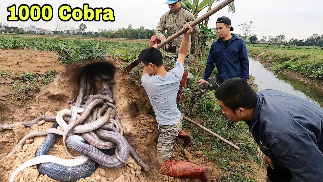 Детектор змей обнаружил гнездо из 100 кобр || Гигантский охотник на королевских кобр смотреть онлайн