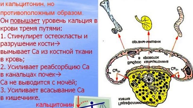 Эндокринная система - 2. Видео лекция С.М.Зиматкин (18) смотреть онлайн