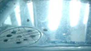 Наннакара. Мальки от 2 дней до 3-х месяцев.