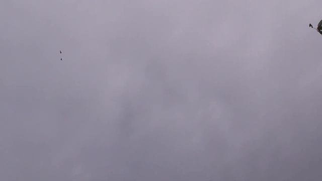 Последний полет бакинских голубей смотреть онлайн