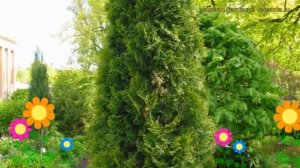 Туя западная Пирамидалис Компакта. Краткий обзор, описание характеристик Pyramidalis Compacta