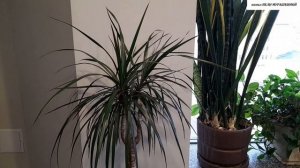 Почему у ДРАЦЕНЫ ЖЕЛТЕЮТ и ОПАДАЮТ  ЛИСТЬЯ?