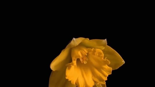 Красивая Славянская Музыка и Танец Цветов | Танец Богини Лели - Кирилл Богомилов (HD) смотреть онлайн