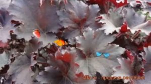Гейхера гибридная Бинош (heuchera binoche) ? гейхера Бинош обзор: как сажать рассада гейхеры Бинош
