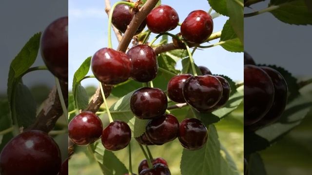 ВИШНЯ ЖУКОВСКАЯ / ОПИСАНИЕ И ХАРАКТЕРИСТИКА ВИШНИ ЖУКОВСКАЯ смотреть онлайн