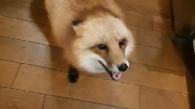 Лиса просит мясо - Смешные моменты Домашняя Лиса Алиса №2 смотреть онлайн